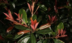 红叶石楠（木本植物）