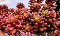 多肉植被场面好养的有哪些，即使拼养哪几种放在一道？最佳有图？