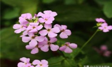 蓝香芥的效率是什么？
