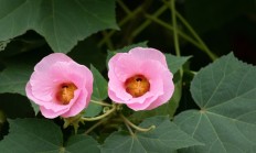 木芙蓉（木本植物）