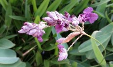 再力花（水生植物）