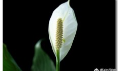 有年生的草本花草种类的花有什么花？