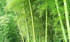 竹子（木本植物）