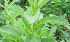 甜叶菊好种吗？如何种效率好？