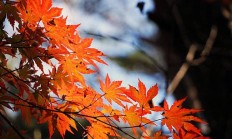 特玉莲的养殖方法