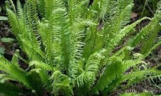 还好吗除野草芒箕？