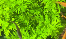 水罗兰（水生植物）
