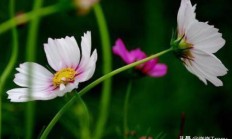 百般鲜花一天内盛开的功夫、称呼及图片？
