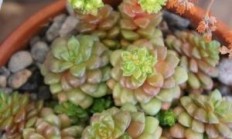 小玉