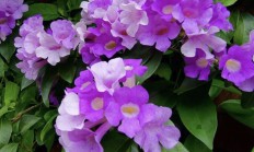 蒜香藤（藤本植物）