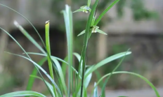 寒兰（兰科植物）