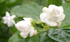 毛茉莉（木本植物）