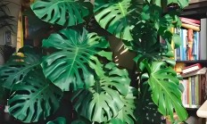 龟背竹（藤本植物）