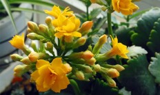 冬天哪种植物会流动？