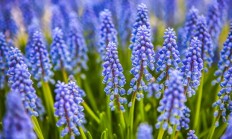 葡萄风信子（球根植物）