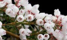 欧石楠:欧石楠花怎么养？