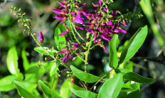 鸡血藤（藤本植物）