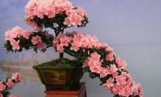 盆景花卉行业为何能实现利润飙升？
