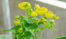 蒲包花（草本植物）
