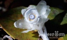 水晶兰，咋拍照？