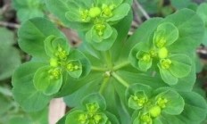 指导这是一种什么植被，天井里迩来长了很多这培植物？