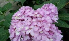 绣球花冬天会冻死吗