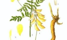 野生黄芪长怎么办？有什么特性？