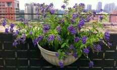 蕾丝金露花叶子发黄如何办？