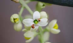 橄榄花（木本植物）