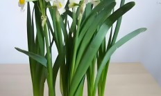 水仙花（草本植物）
