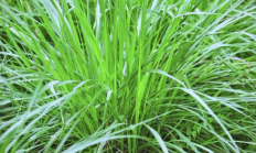 香茅（草本植物）