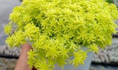 黄金万年草