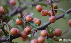豆梨是什么植被？