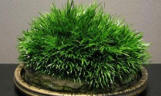 款项蒲如何养？