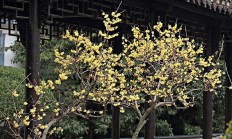 腊梅（木本植物）