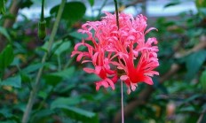 吊灯扶桑（木本植物）