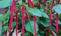 狗尾红（木本植物）