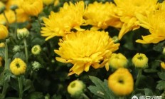 绿色菊花花妻子？