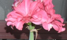 贮点红红的花多大的？