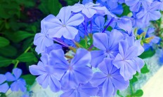 蓝花丹（木本植物）