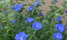 蓝星花（木本植物）