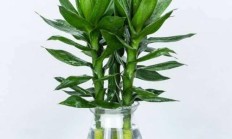 水培的花草植被如何本领持久养下来？而且能平常成长平常着花截止？