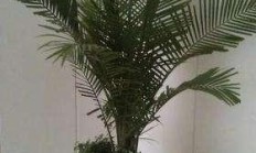 还好吗保护植被国王椰子？