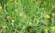 鼠曲草符合什么时节培植？
