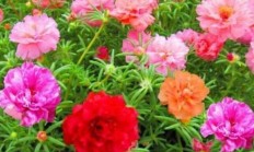 哪些花草喜光，哪些花草喜阴呢？
