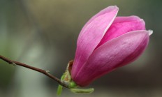 花照片，什么花做头像好看