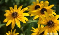 公园绿化花草种类有哪些？