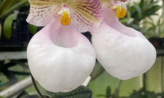 兜兰（兰科植物）