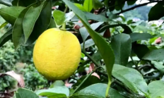 柠檬（木本植物）