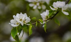 梨树（木本植物）
